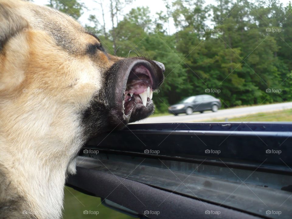 German shepherd 