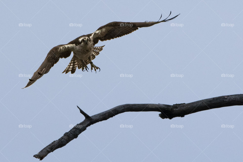 Osprey Take Off