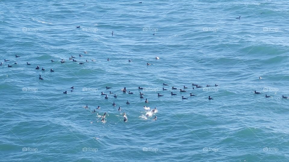 Wildlife at Pismo. These little guys were often difficult to see as they would submerge in search of food.