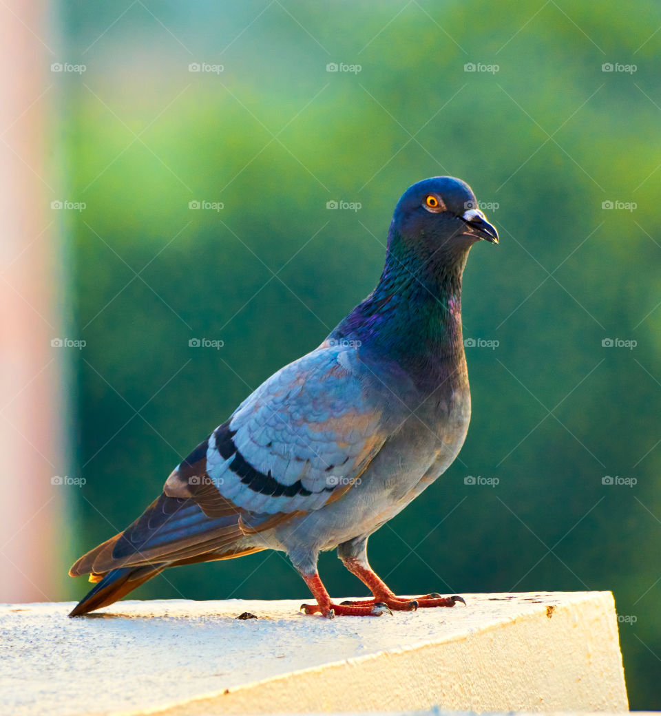 Bird photography  - Dove  - Closeup