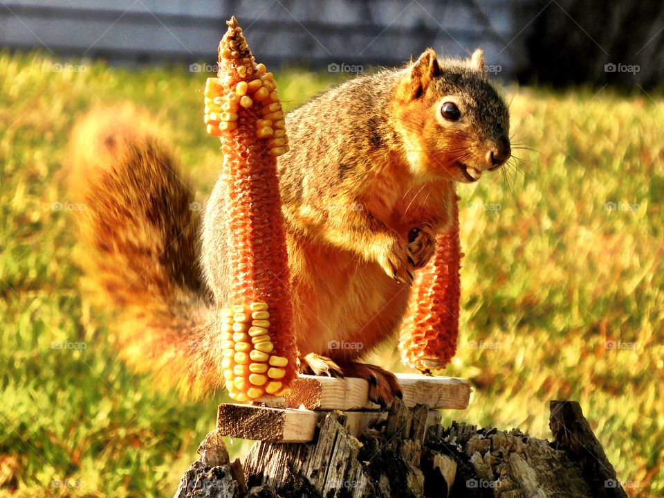 Cute little fat squirrel in Indiana 