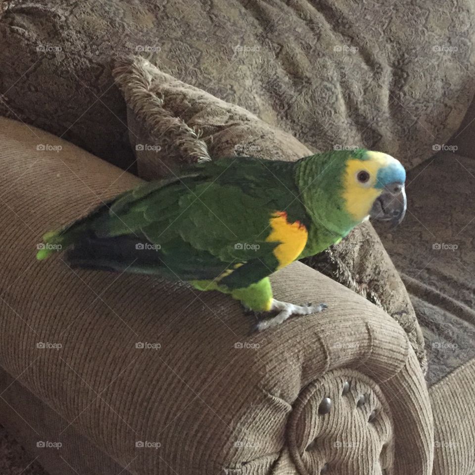 Green Amazon parrot standing on the arm of a chair 