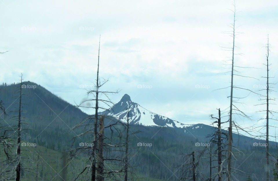 mountain with dead trees in the foreground