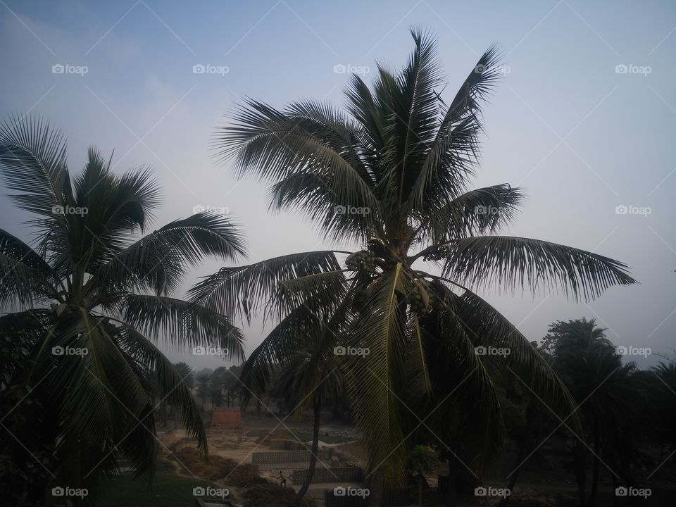 coconut tree