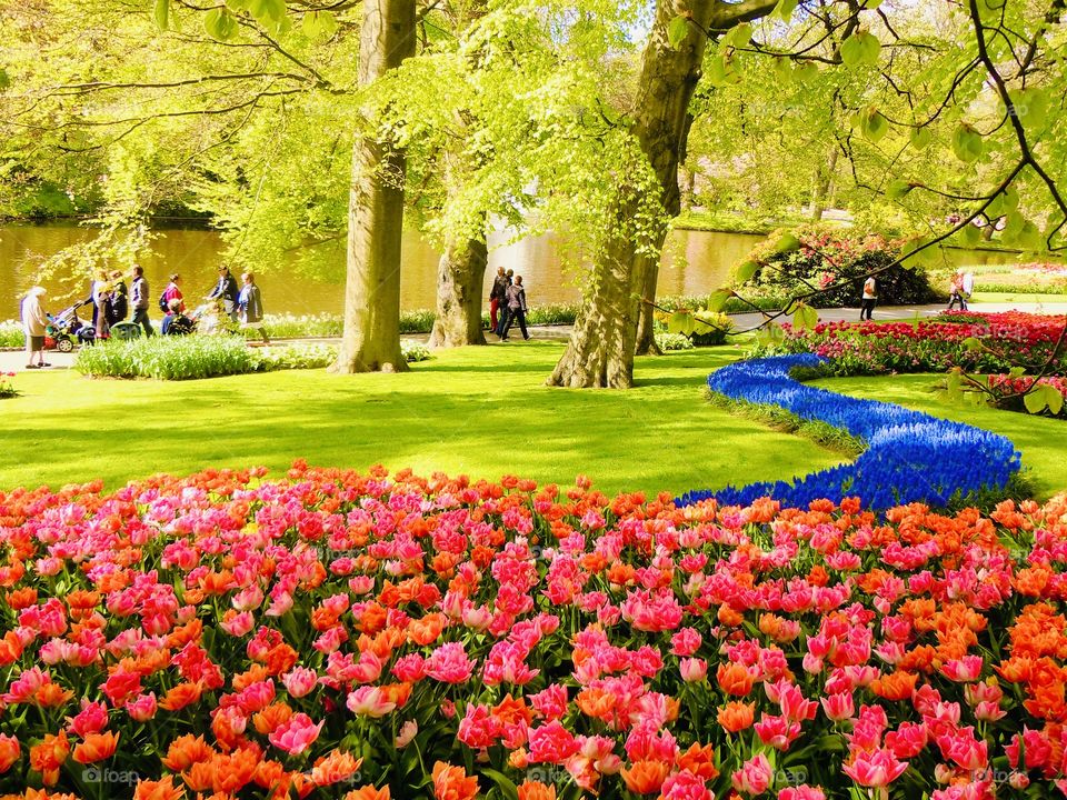 Keukenhof tulip garden Holland 