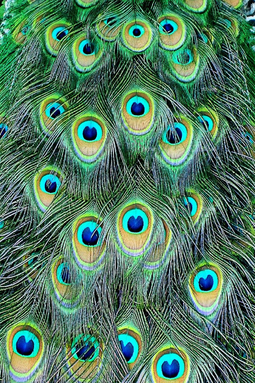 peacock