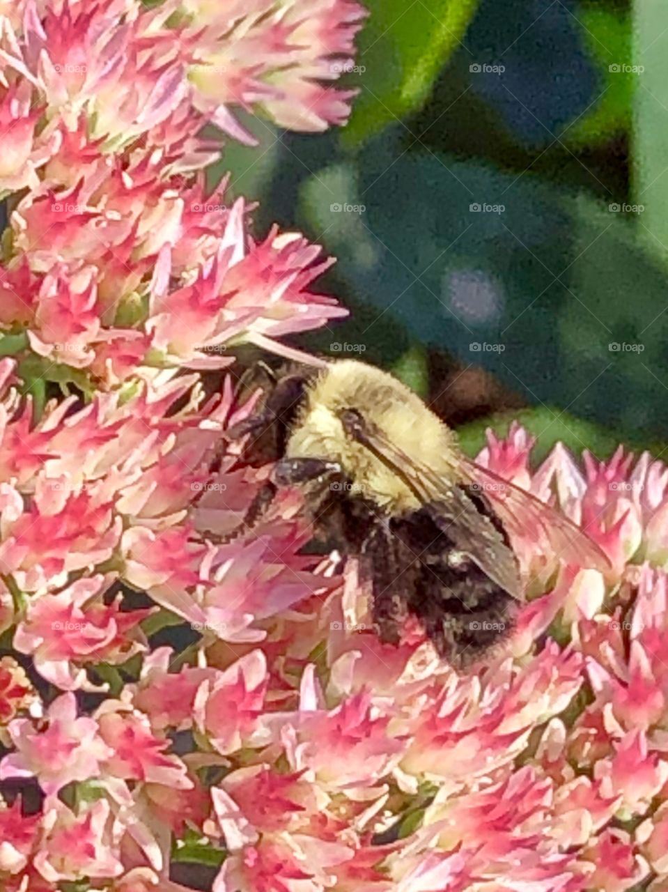 Honey bee bumblebee on sedum flower 