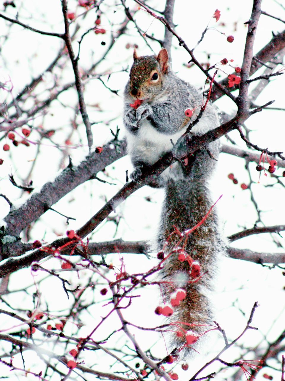 Squirrel eating fruit in snow