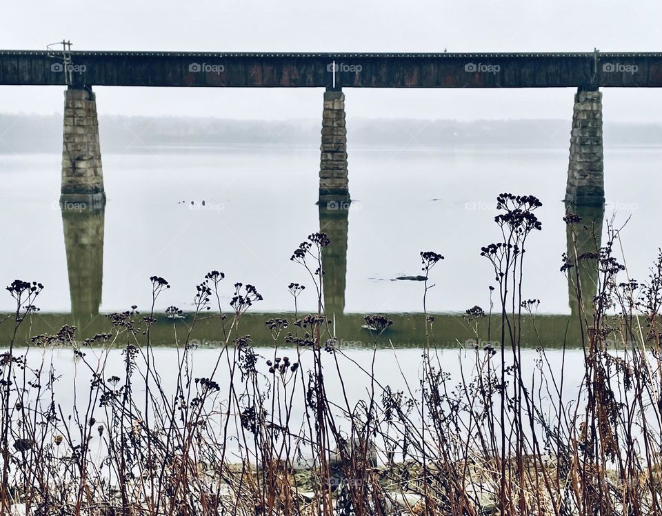 Plants gone to seed stand in front of the reflection of a train trestle over a river on a foggy winter’s day.