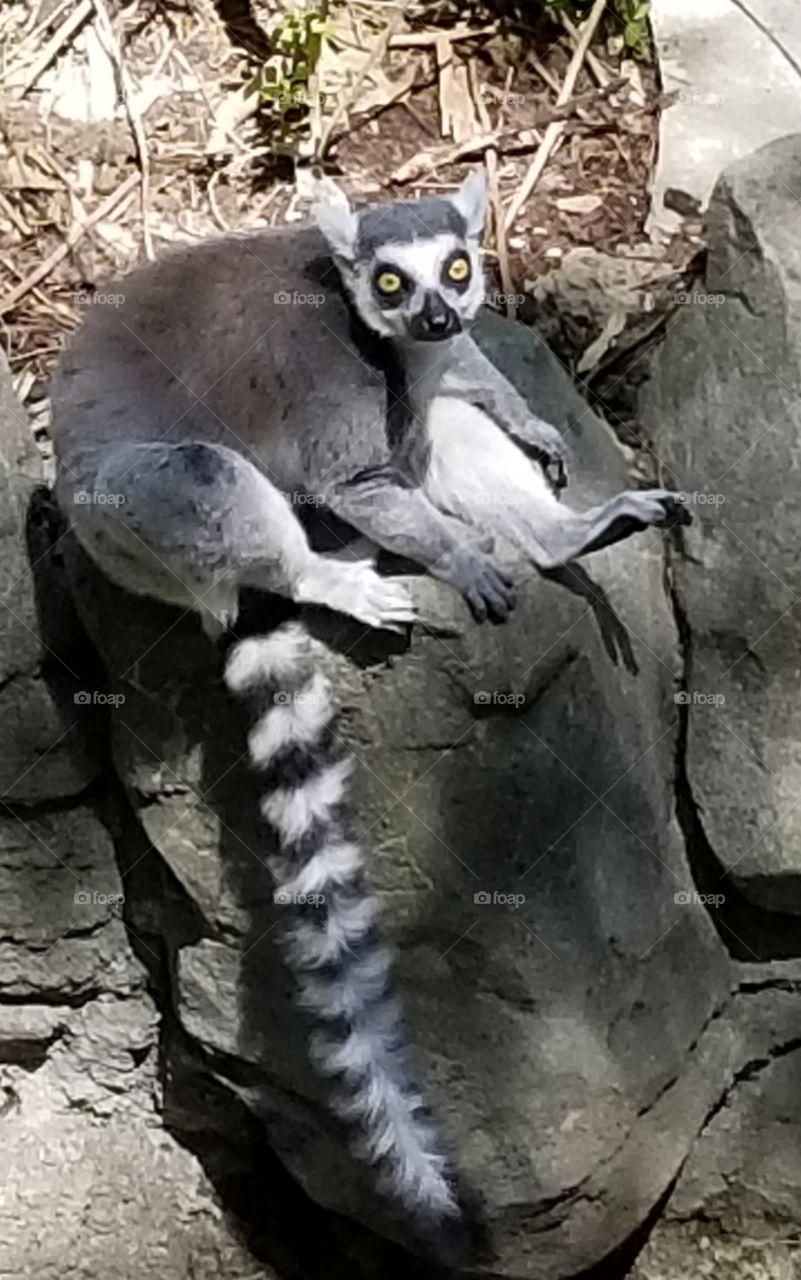 Lemur at the Cincinnati Zoo