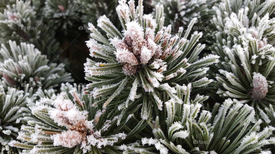 Close-up of pine plant covered with snow