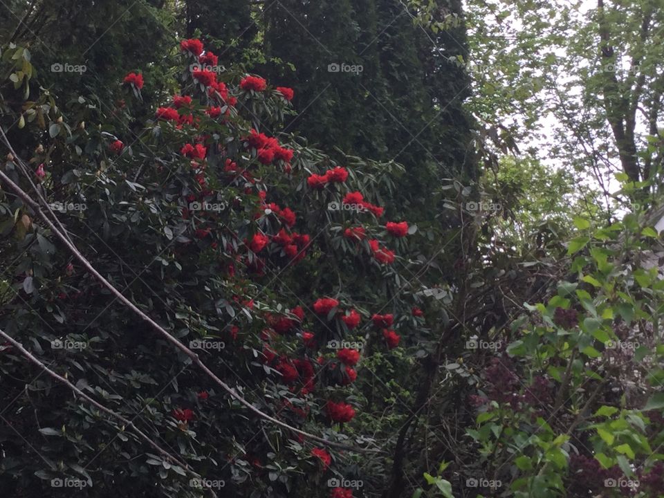 Bright Red Hydrangea in a Garden surrounded by Trees and Vines