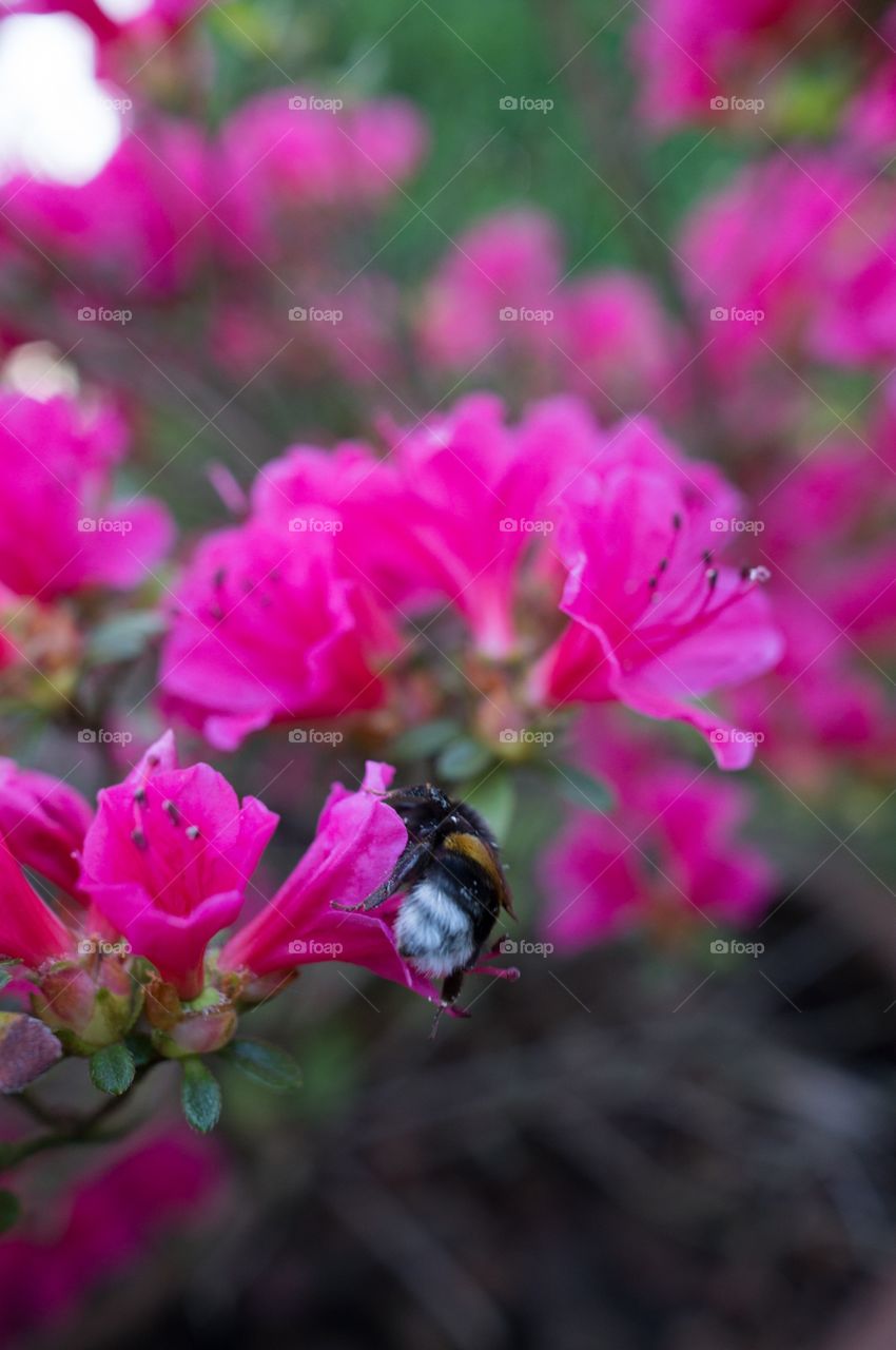 Pink flower 