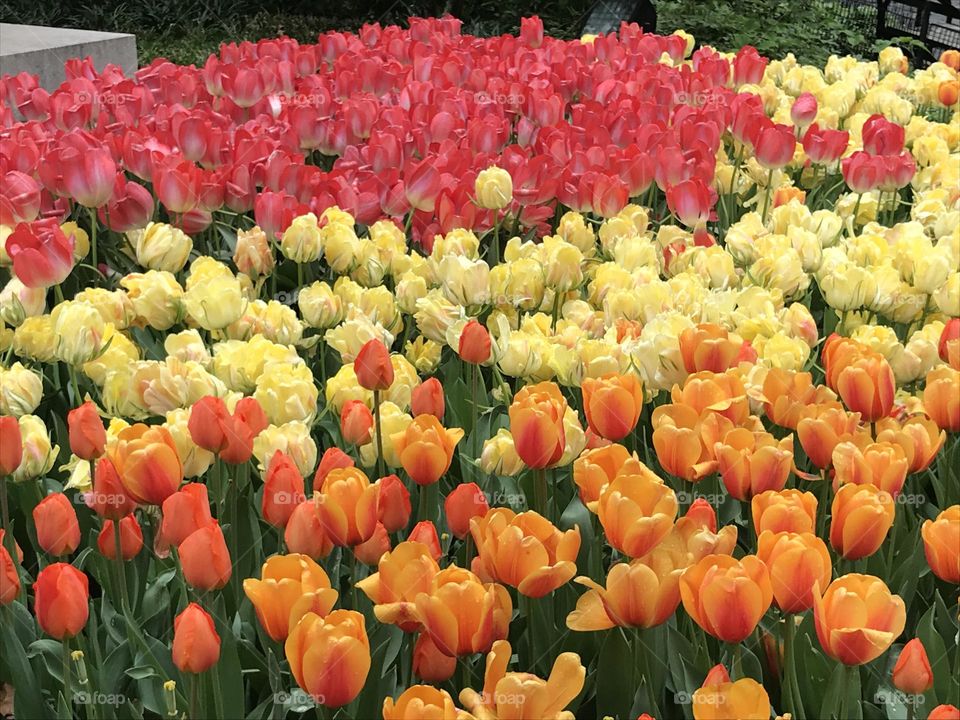 Multicolored field of tulips