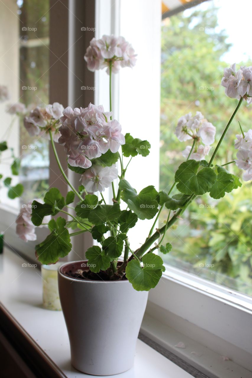 Geranium near the window