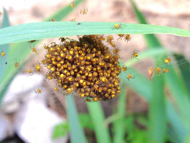 Spiders nest