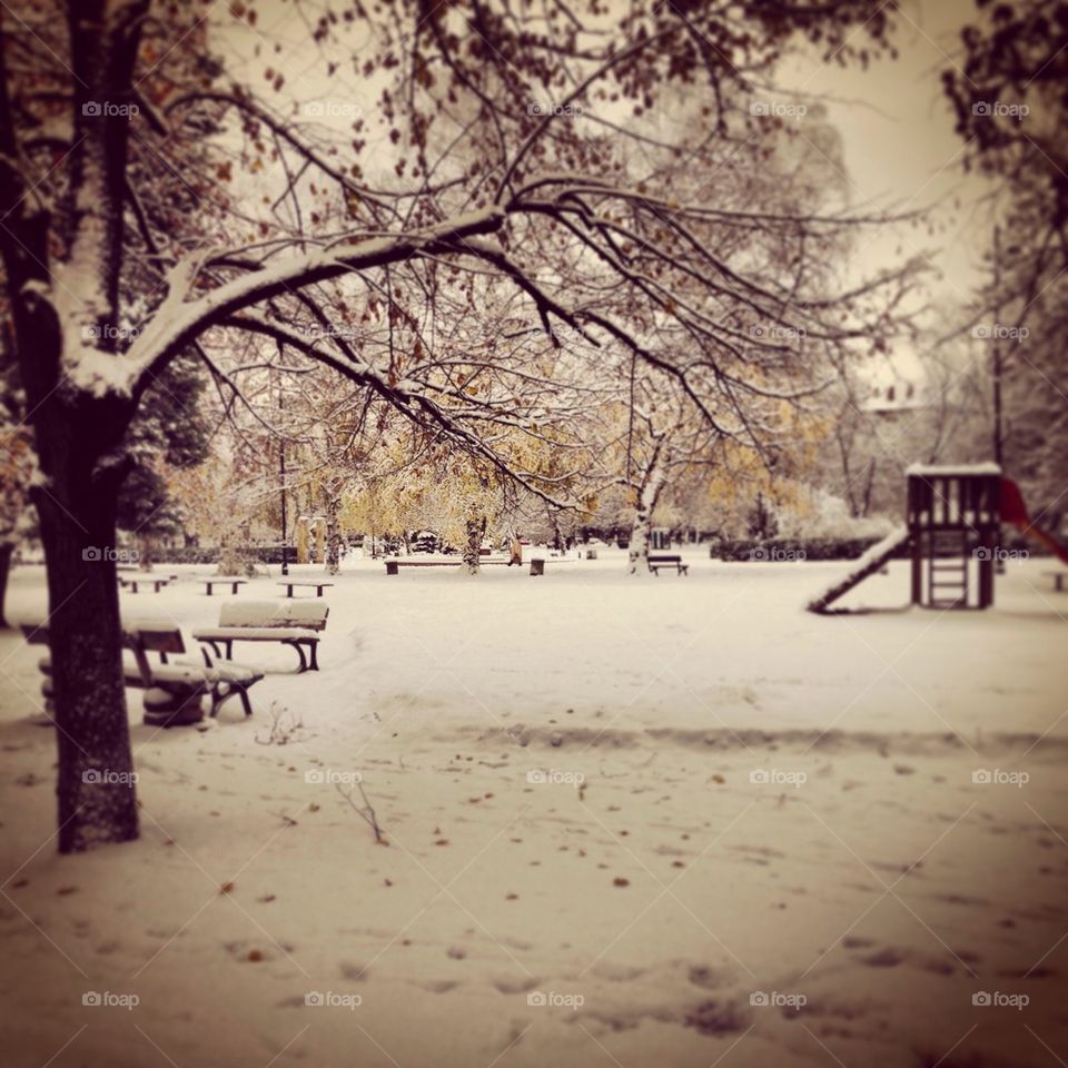 snow winter tree cold by severina1