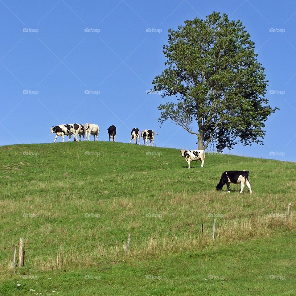 Cows in pasture