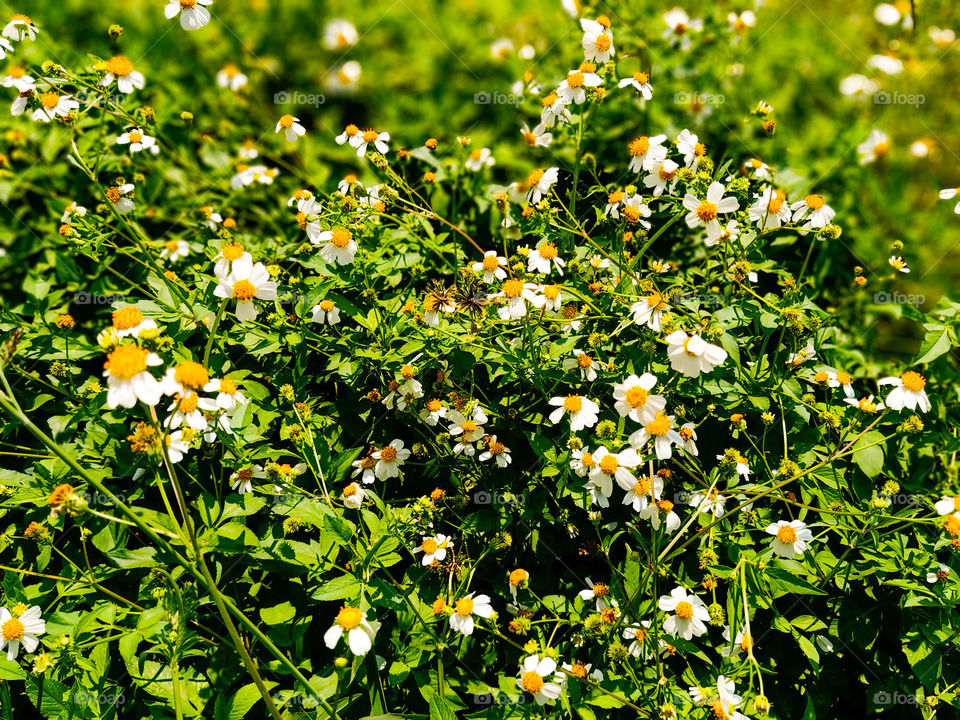 summer in the garden