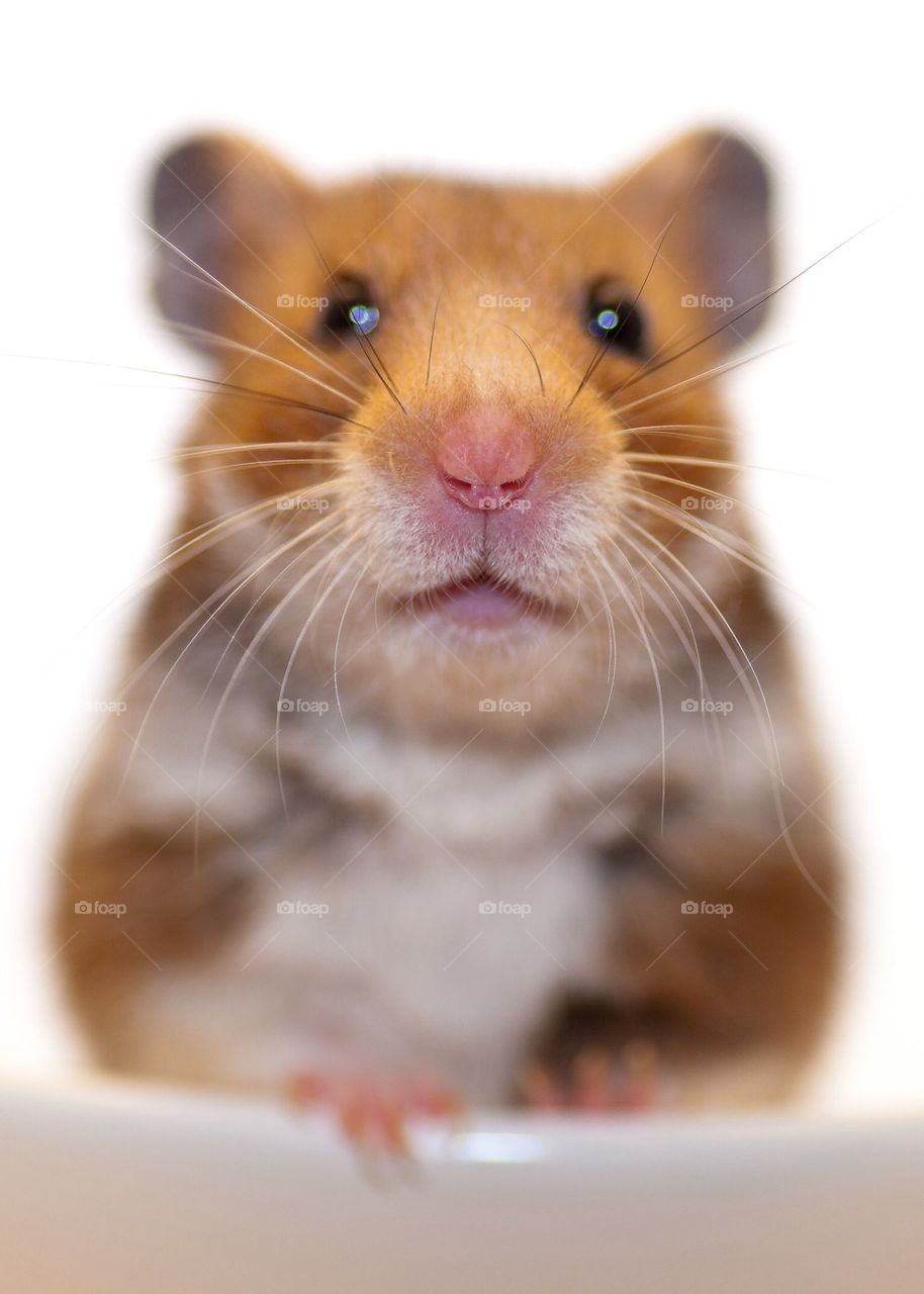 Hamster portrait
