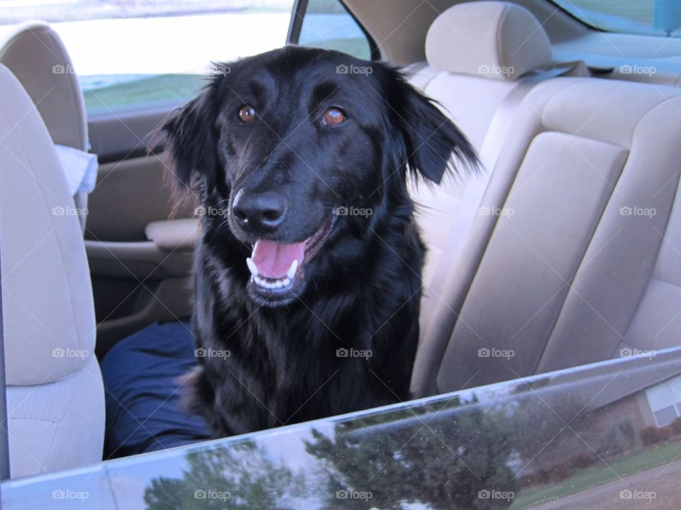 Black dog in car 