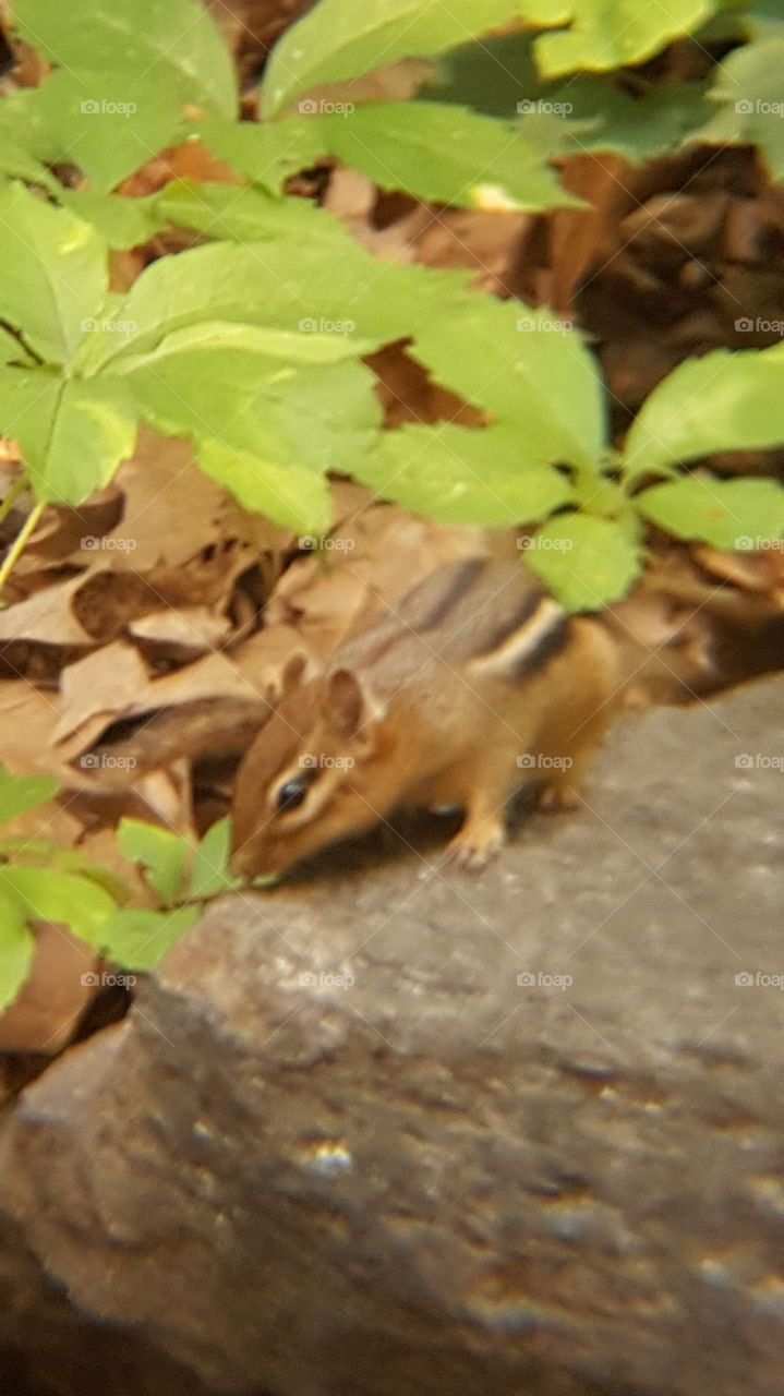 chipmunk