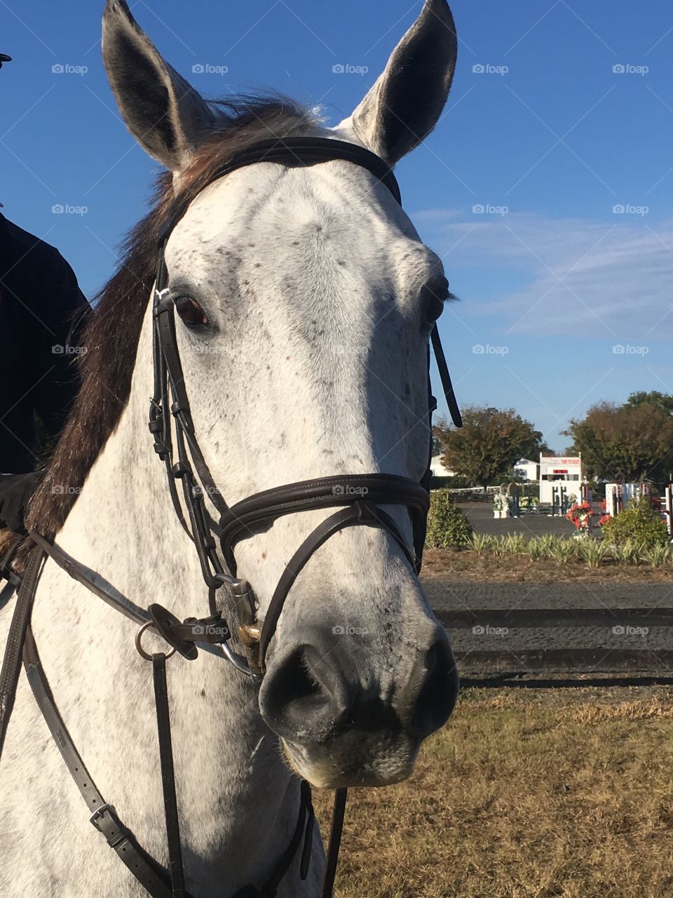 White horse portrait