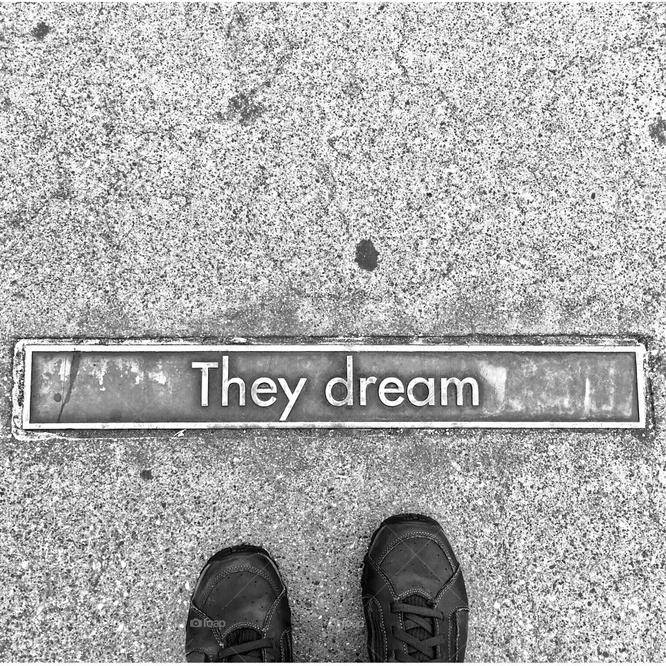 they dream 