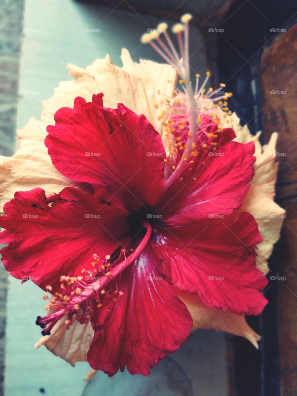 hibiscus flower in two colour