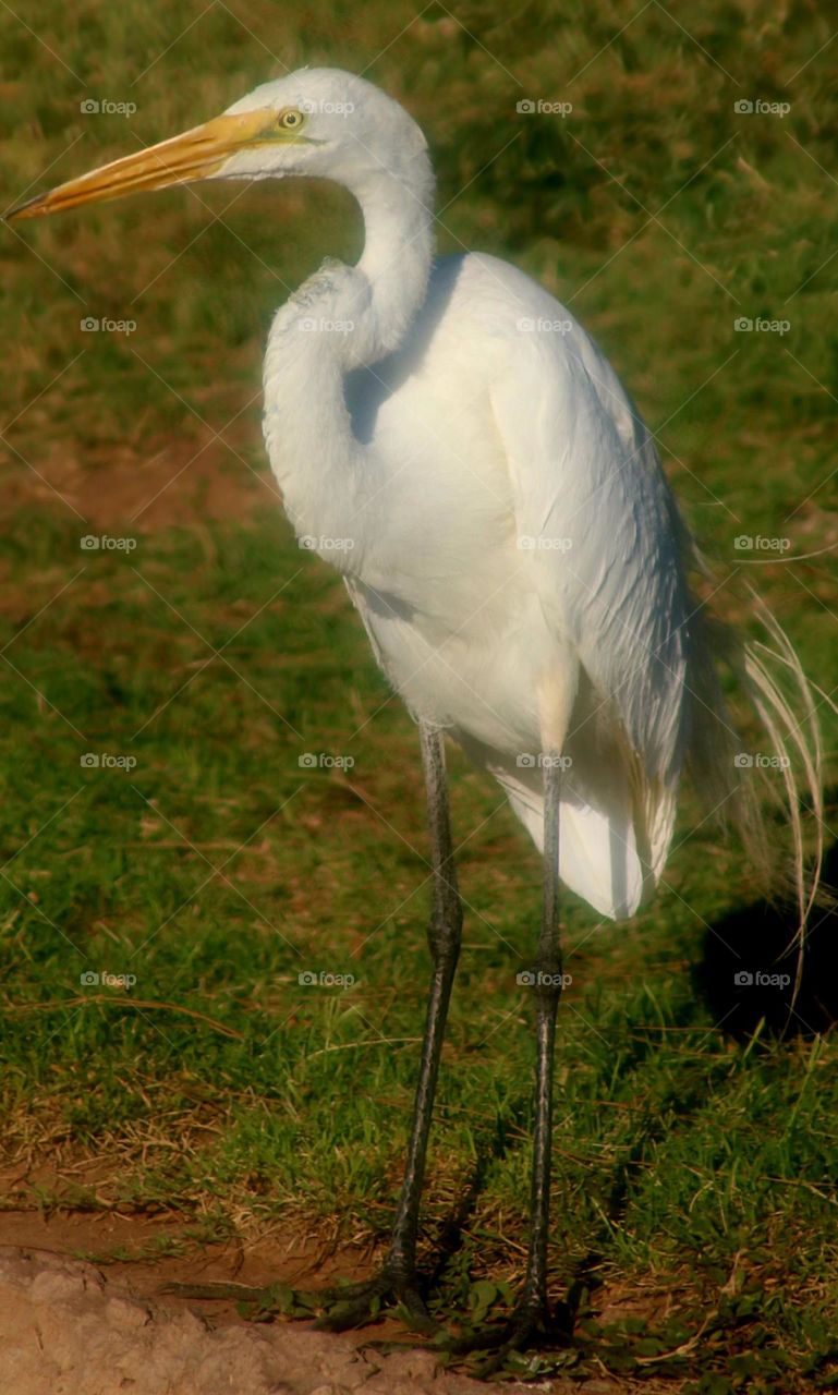 Great White Heron on Shore