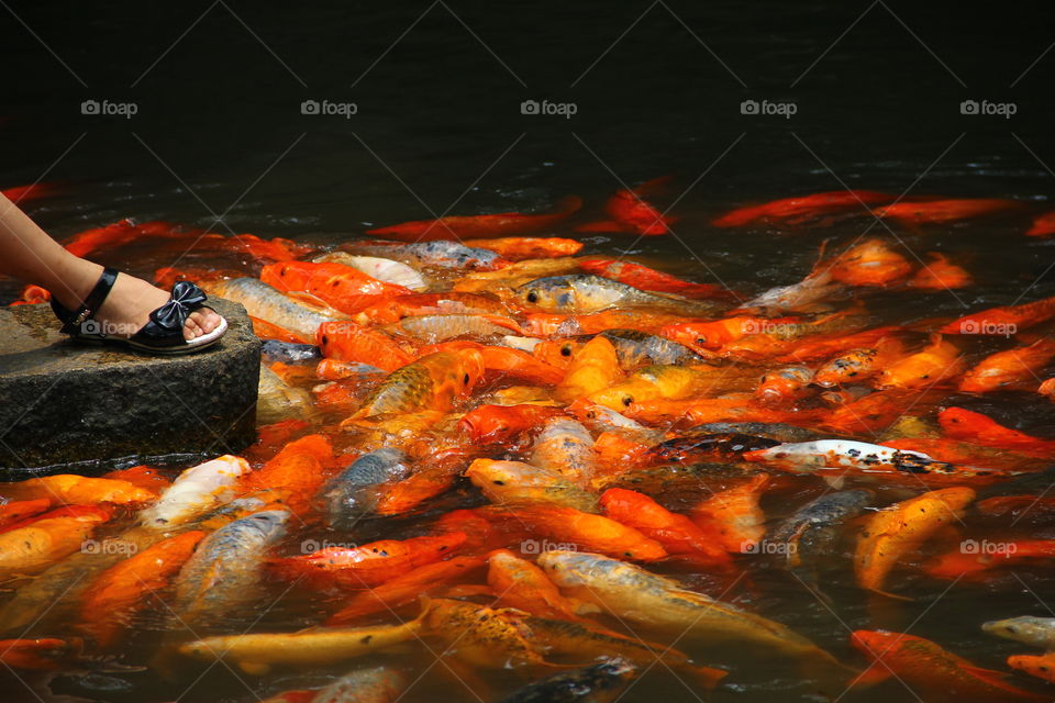 koi feeding place. yuyuan garden in shanghai china has a place where you can easily feed koi fish.