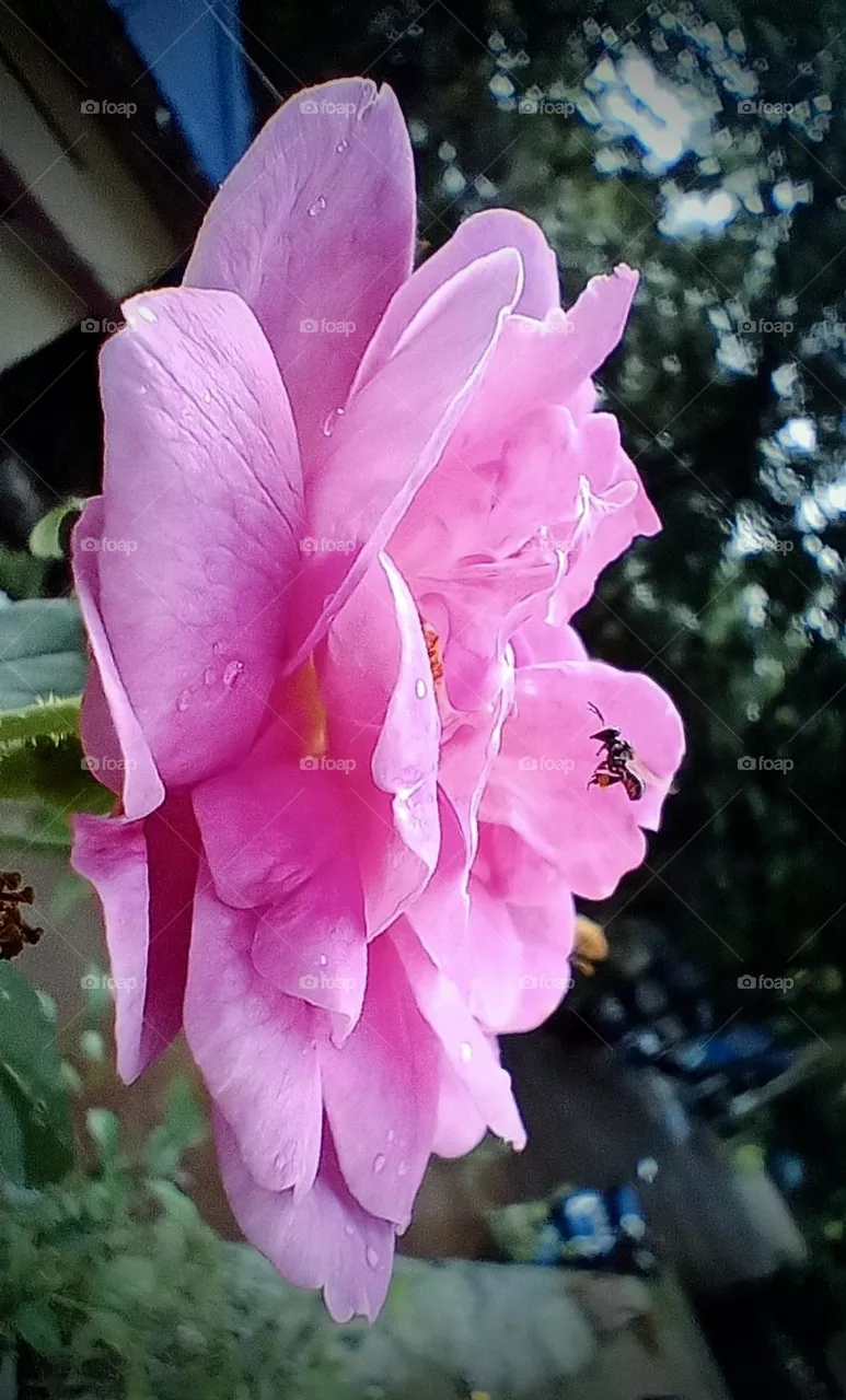 nice rose