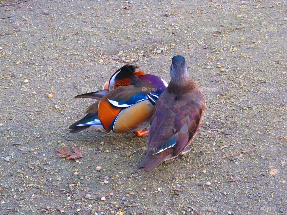 Can you show me your feathers?