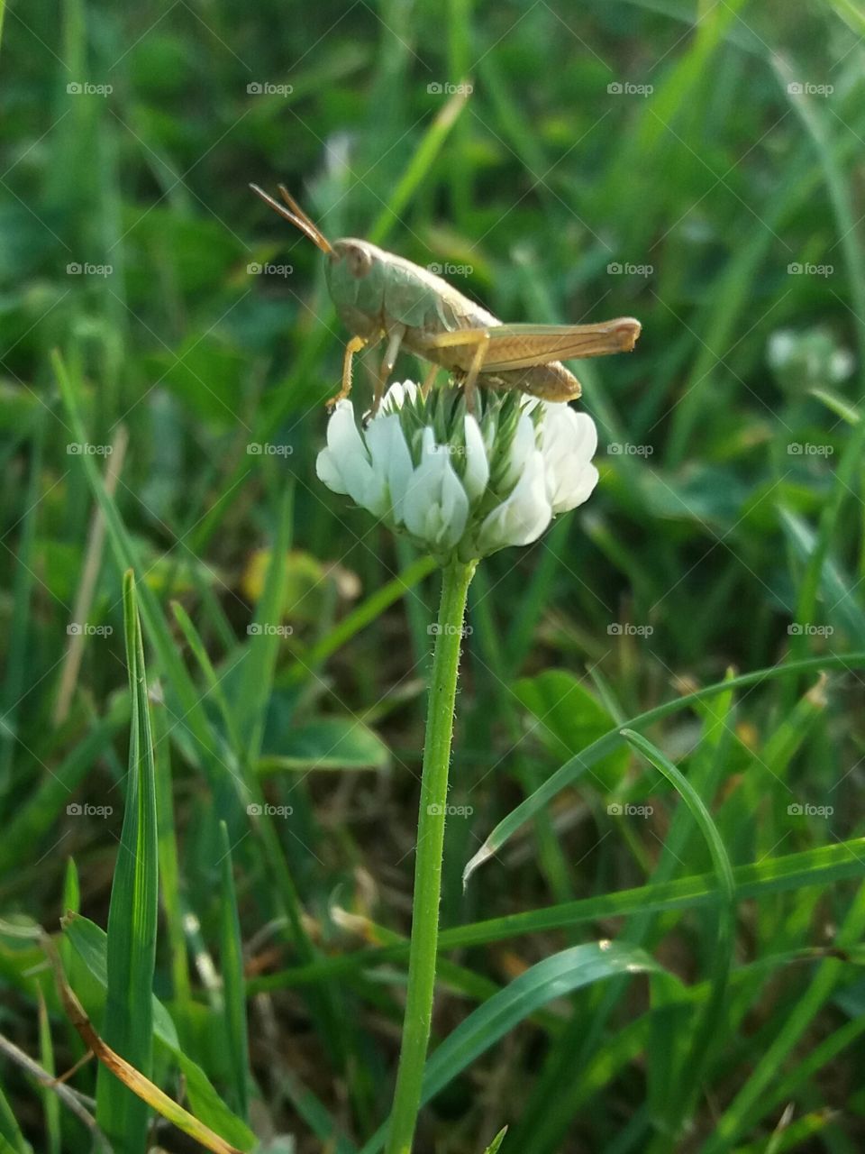 Grasshopper on flower