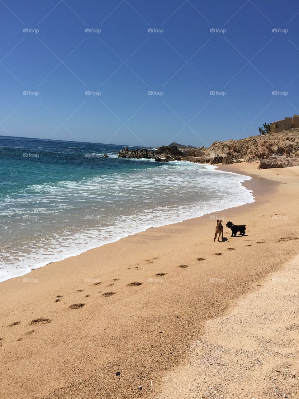 Two dog on beach