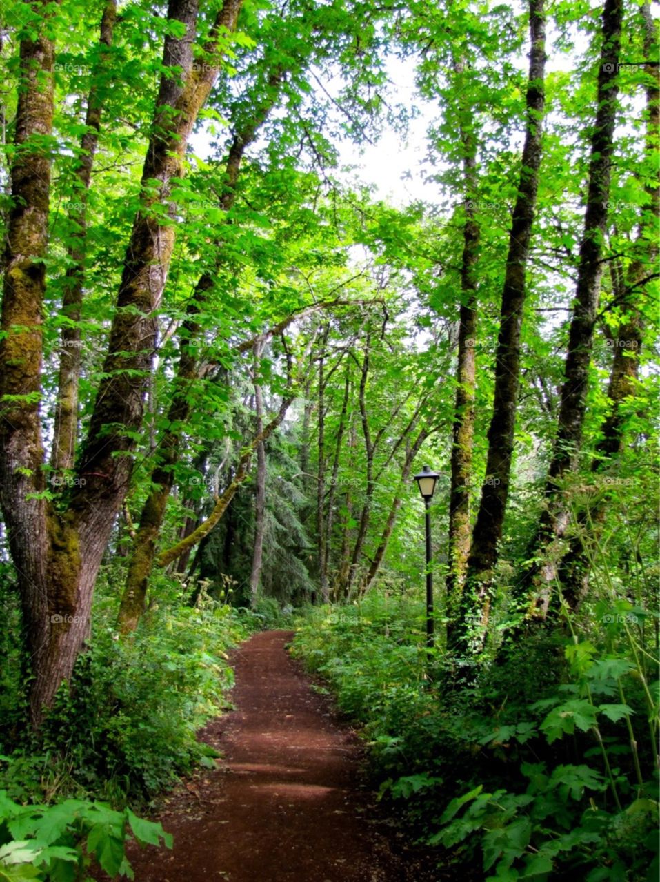 Pre's Trail - Eugene, Oregon 