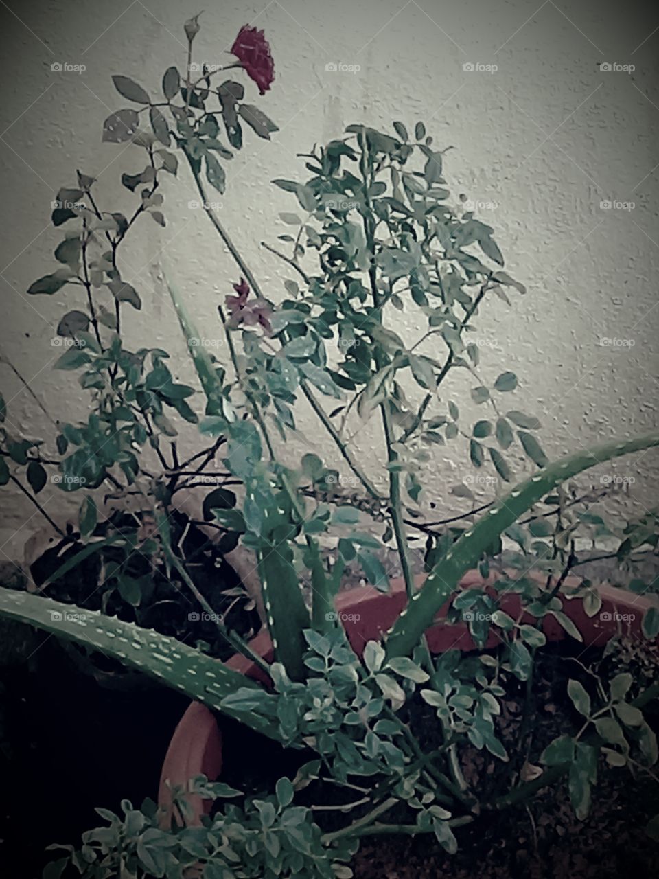 plants! !!!!!.....