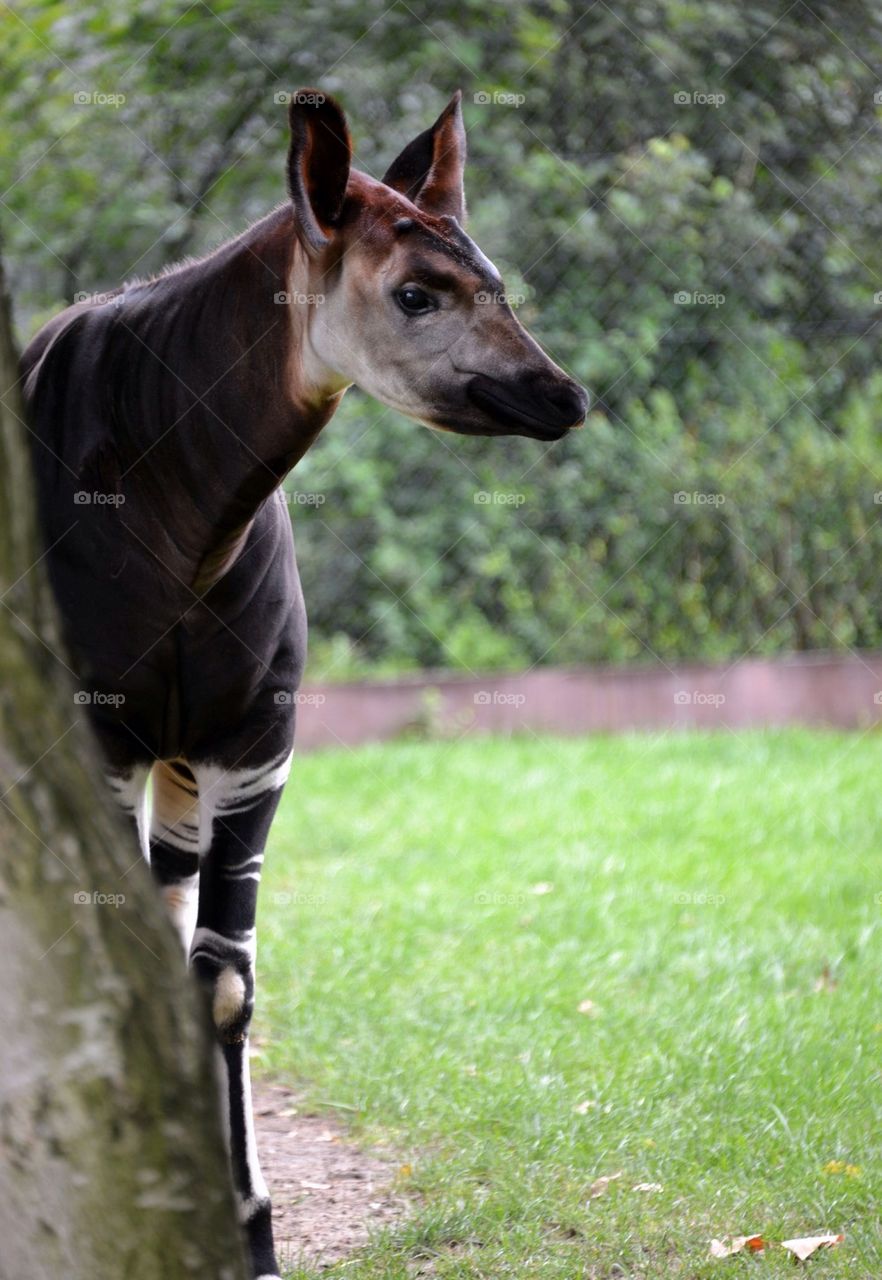 Okapi at the zoo