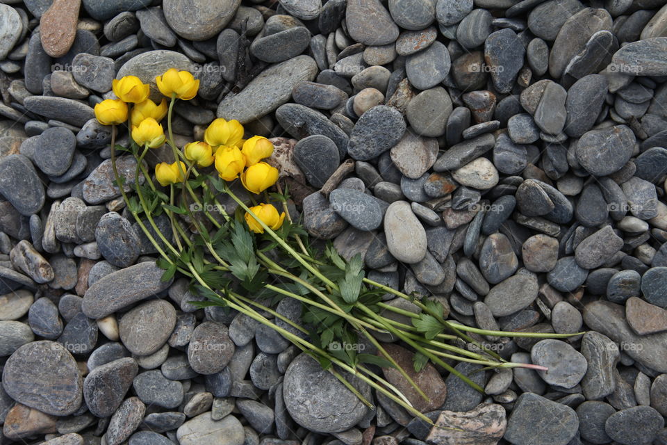 Flowers on the beach