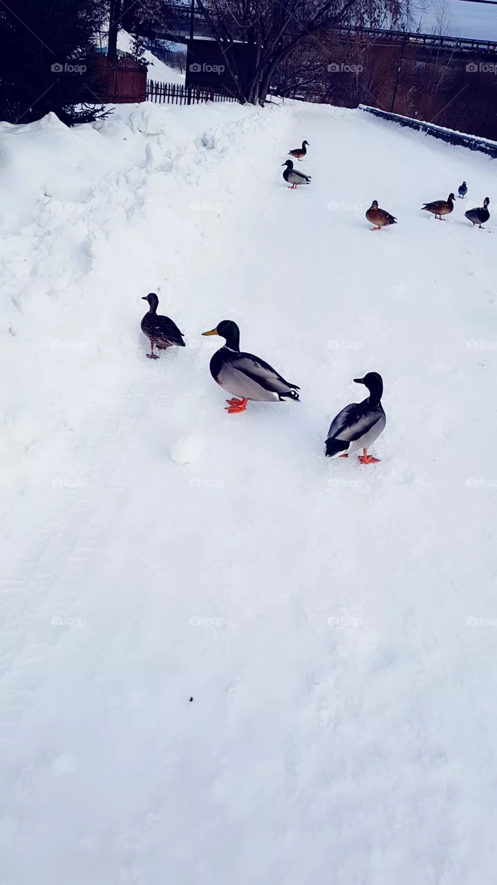 duck