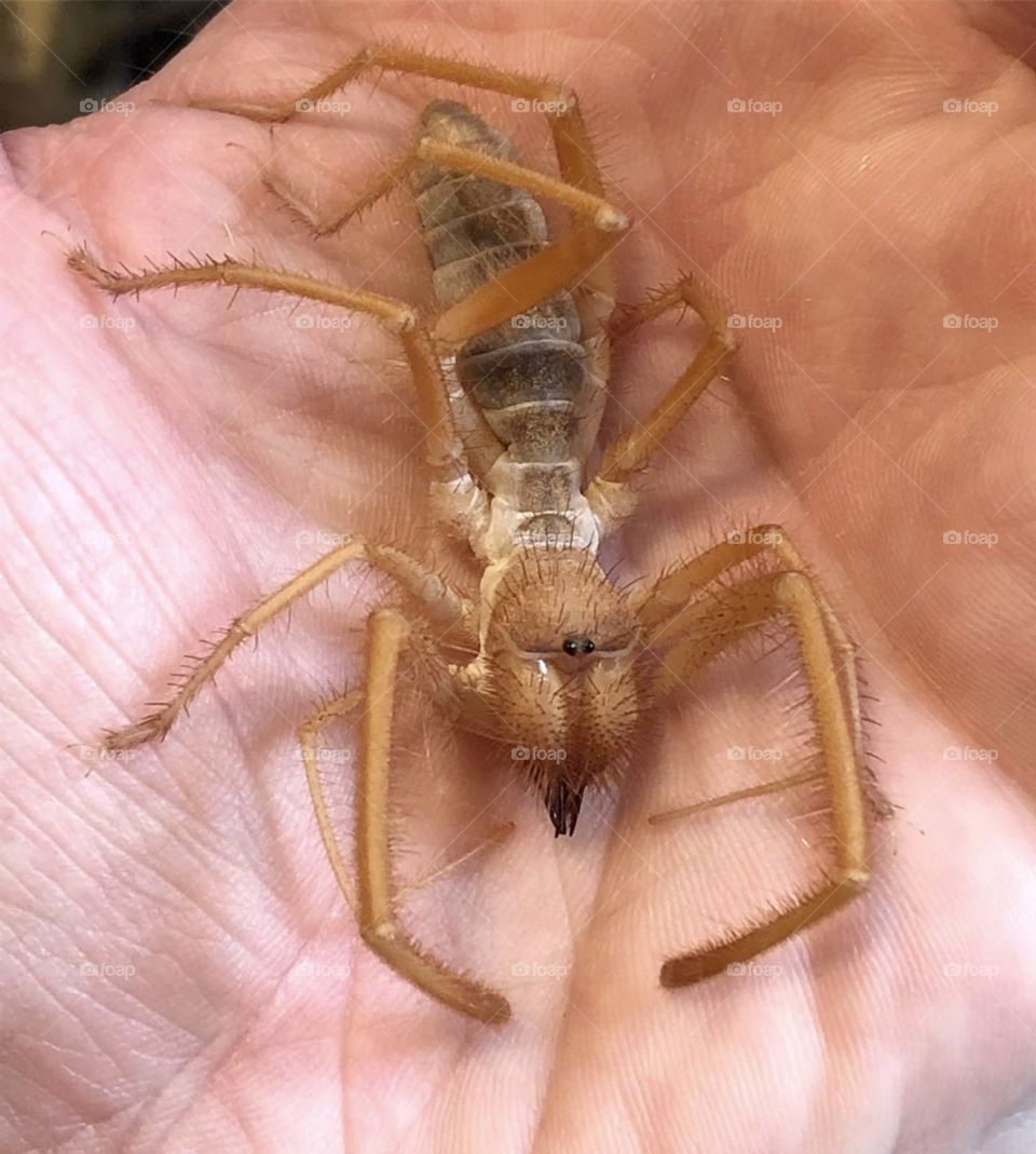 Camel Spider