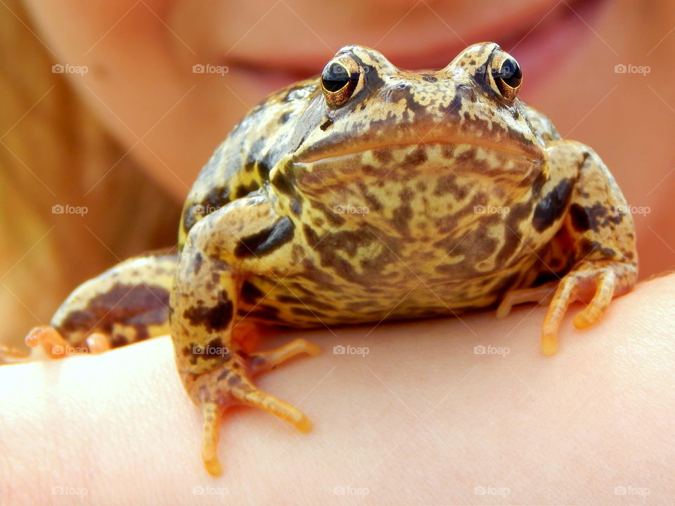 Frog sitting at my hand