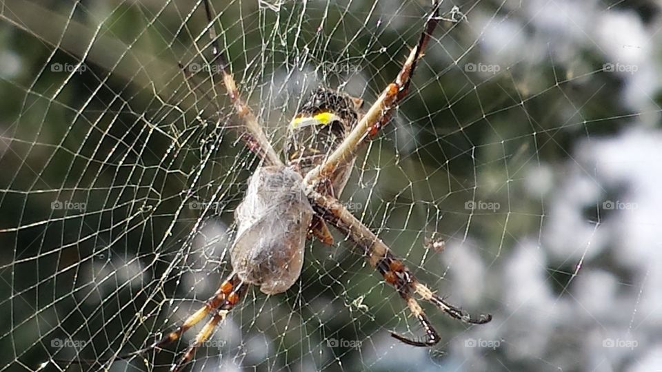 Spider, Spiderweb, Arachnid, Trap, Web