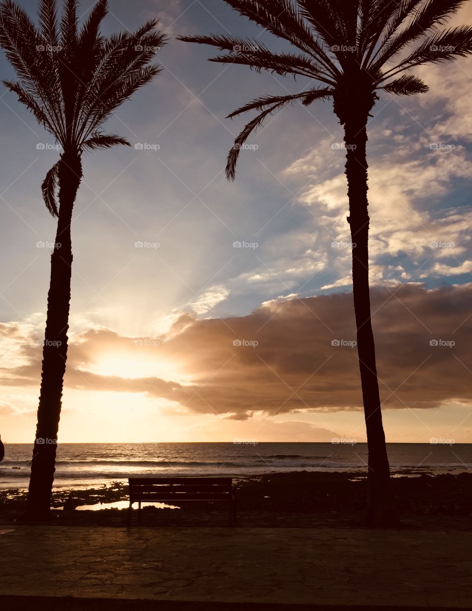 Palm trees and sky at sunset