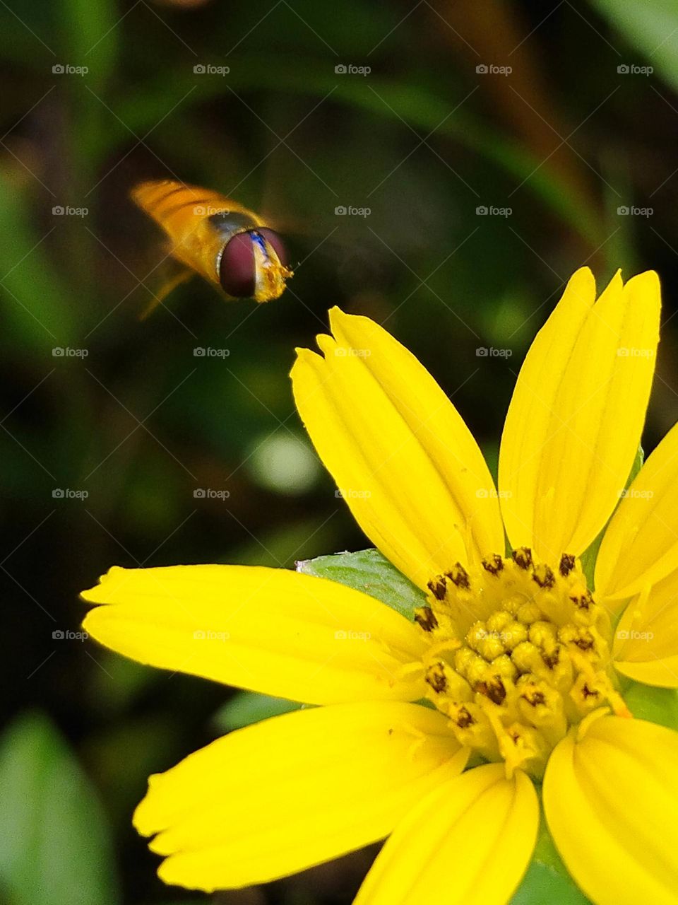 Flying bee