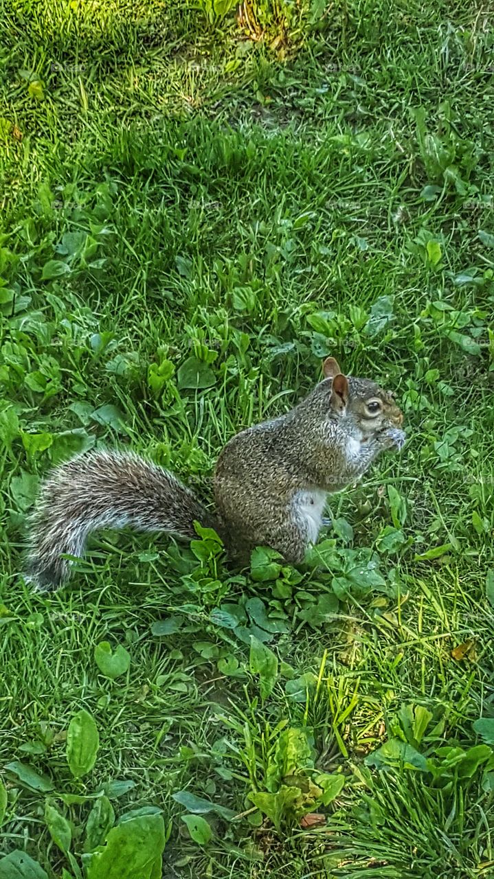 squirrel