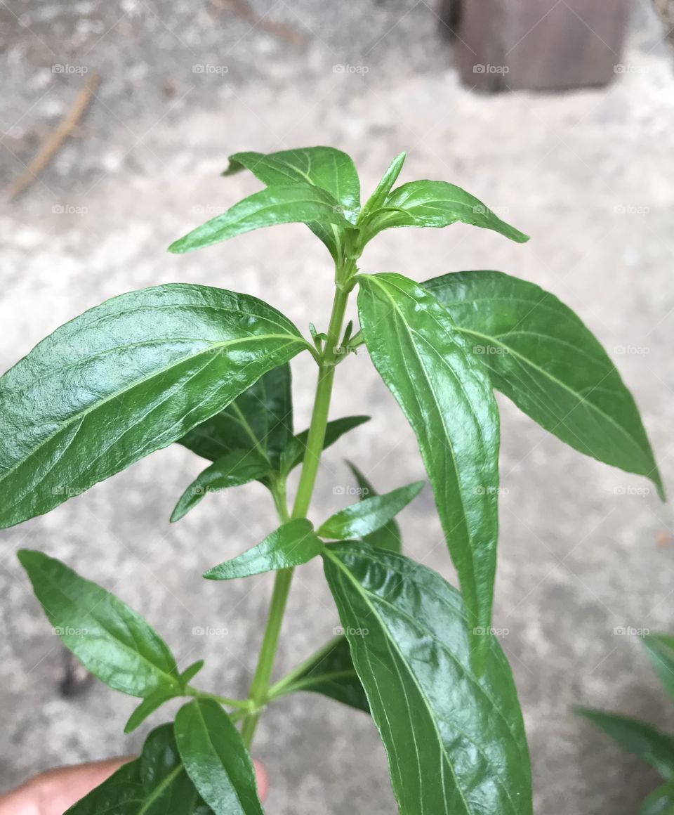 Andrographis paniculata (Burm.f.) Wall .ex Nees.