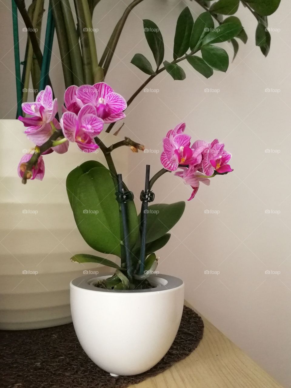 Pink orchid in white pot