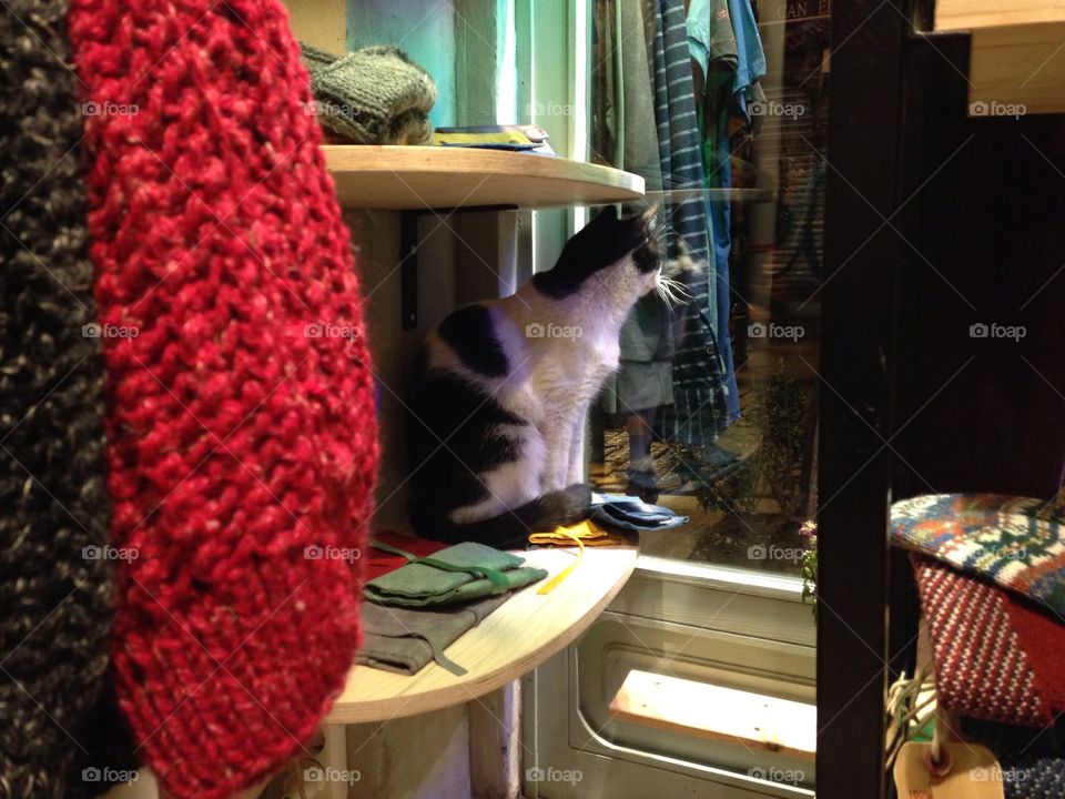 Cat in the shop 