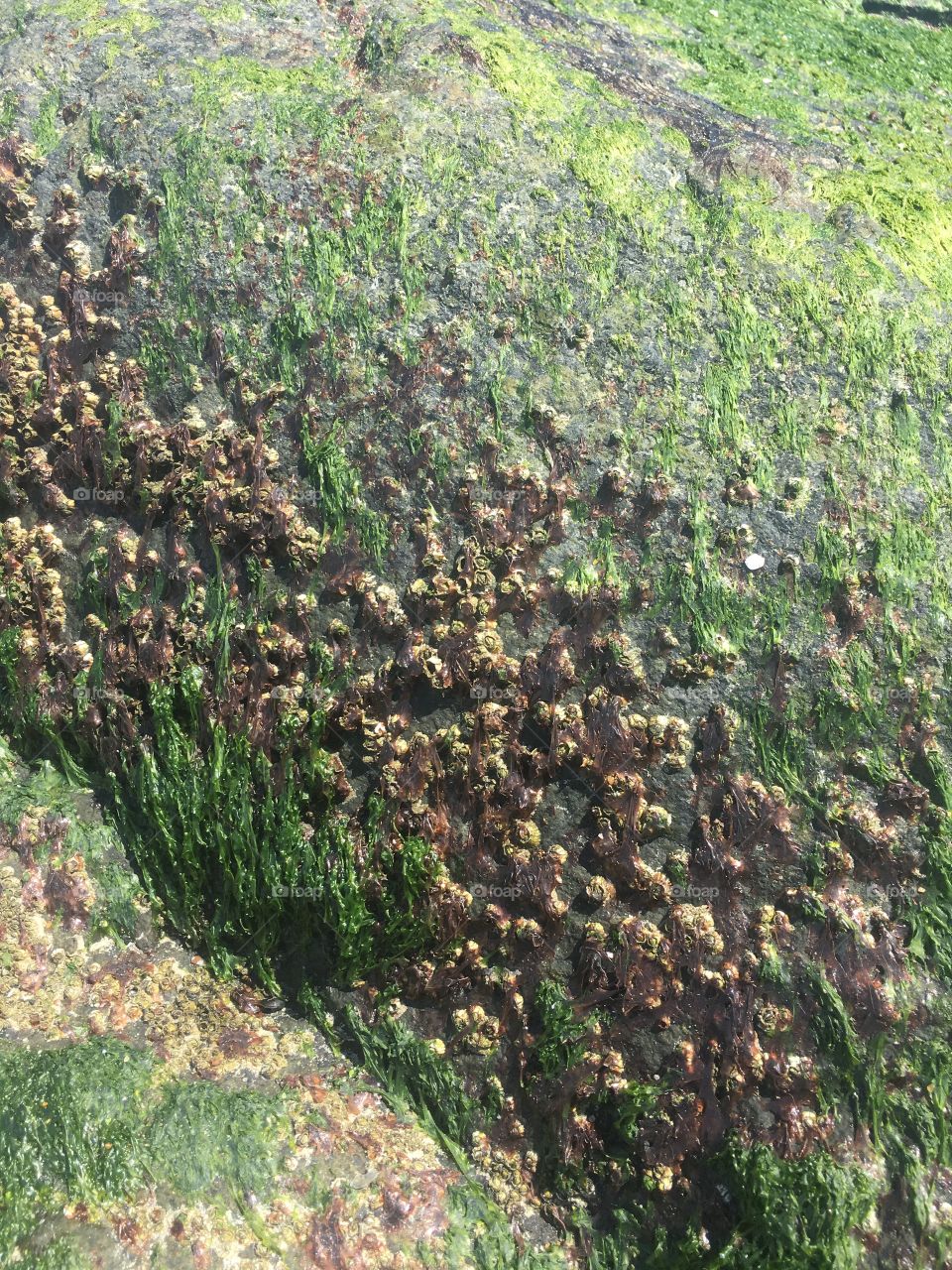 Barnacles and Algae